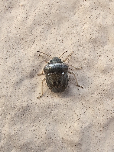 White-spotted Stink Bug
