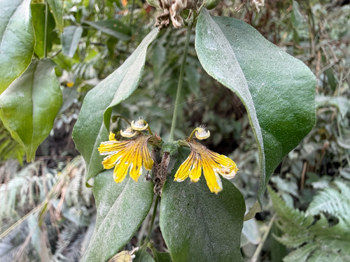 Scaevola oppositifolia observed 2026-09-23