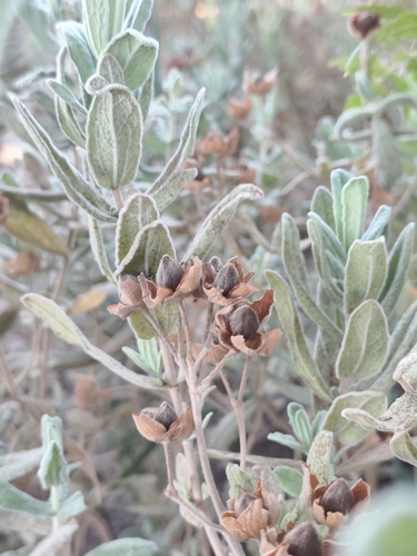 Grey-leaved Cistus