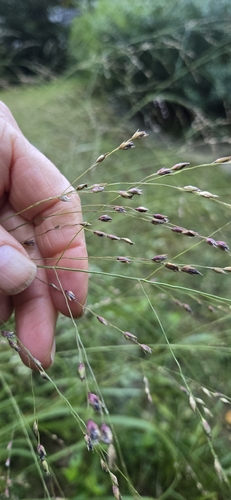 switchgrass