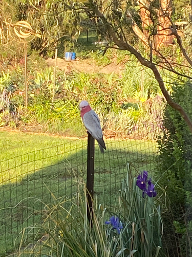 Galah