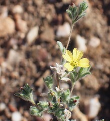 Lagophylla ramosissima