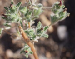 Lagophylla ramosissima, photograph (c) nmoorhatch, some rights reserved (CC BY)