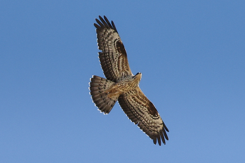 European Honey-buzzard