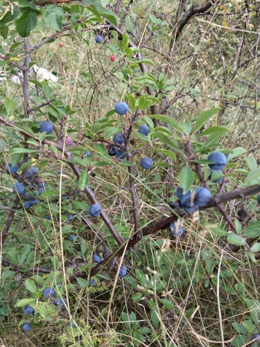 Blackthorn
