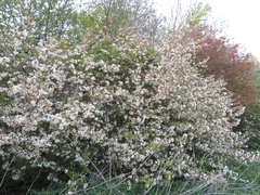 Malus sargentii