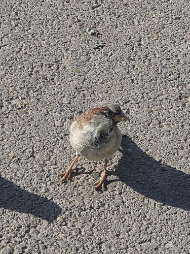 House Sparrow