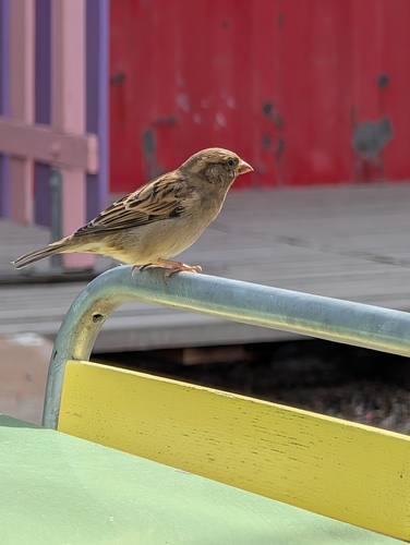 House Sparrow