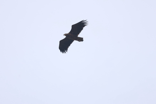 White-tailed Eagle