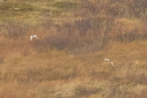 Rock Ptarmigan