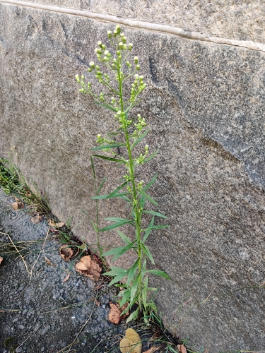 horseweed