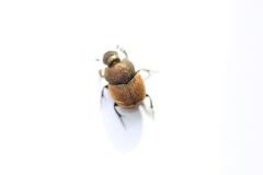 Onthophagus coenobita