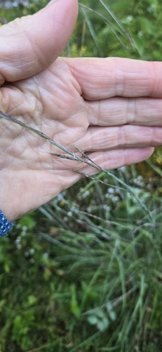 little bluestem