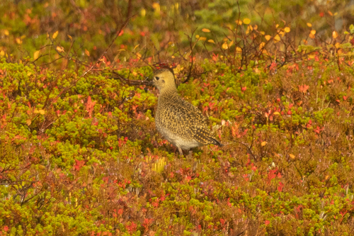 European Golden-Plover