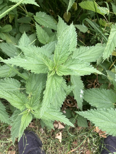 great stinging nettle