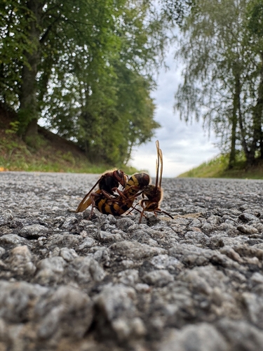 European Hornet