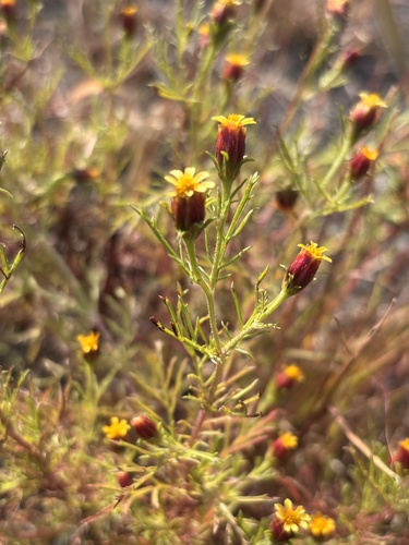 Fetid marigold