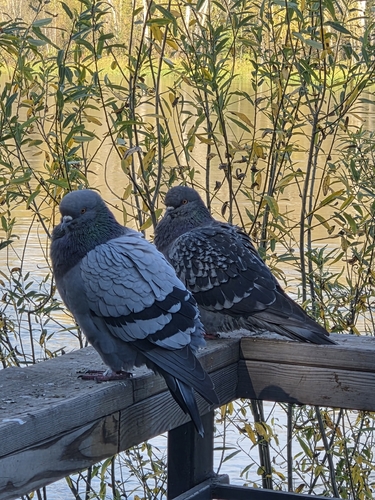 Feral Pigeon