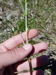 Carex sartwellii