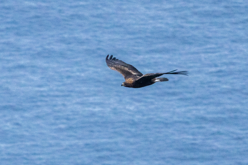 Golden Eagle