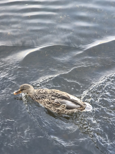 Mallard