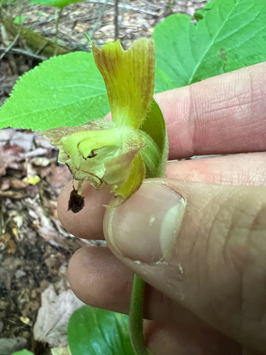 Cypripedium acaule, photograph 2
