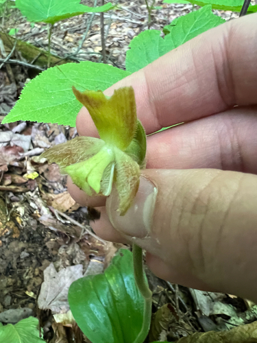 Cypripedium acaule, photograph 3