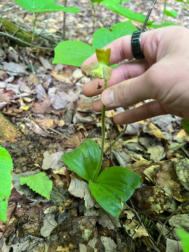 Cypripedium acaule, photograph 4