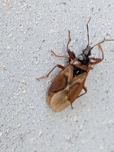 Spruce Cone Bug