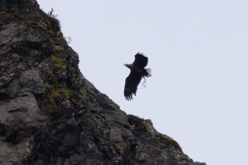 White-tailed Eagle