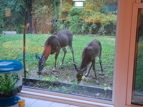 White-tailed Deer