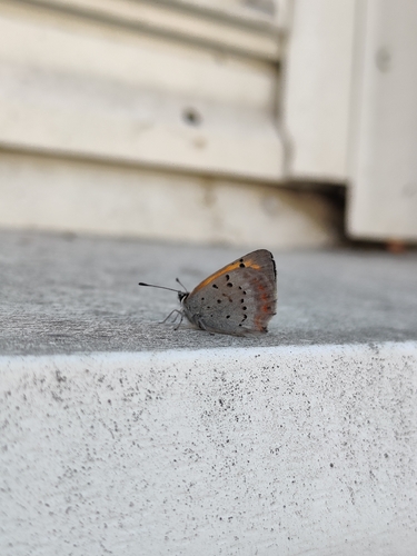Small Copper