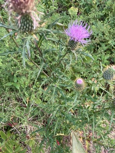 field thistle