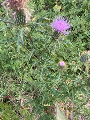 Cirsium discolor, photograph author not stated, no rights reserved