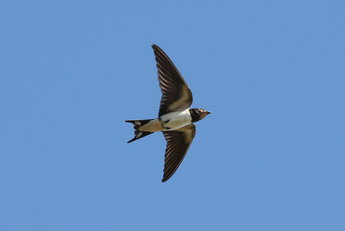 Barn Swallow