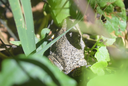 Kaloula baleata, 2026-09-22
