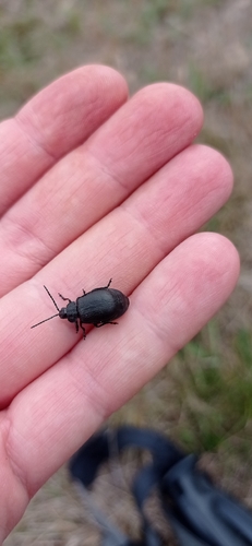 black-punctured leaf beetle
