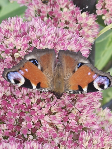 European Peacock Butterfly