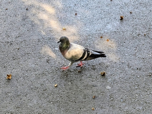 Feral Pigeon