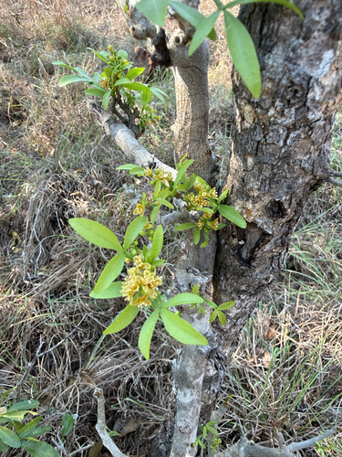 Coastal White Ironwood