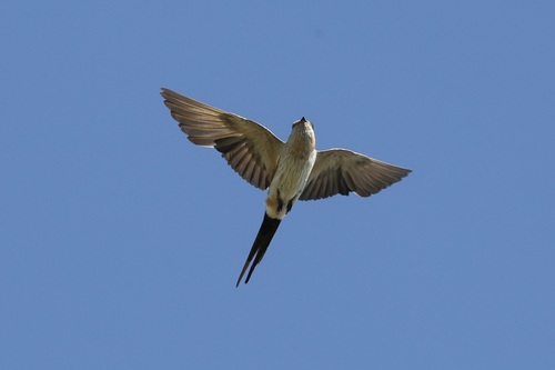 European Red-rumped Swallow