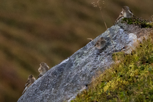Twite