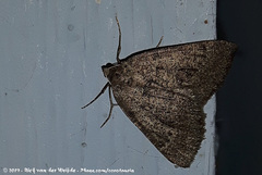 Pachycnemia tibiaria