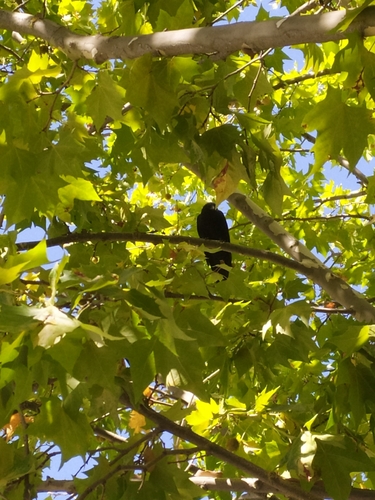 Carrion Crow