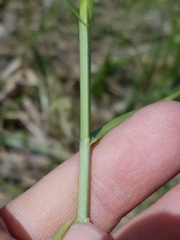 Carex sartwellii
