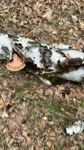 birch polypore