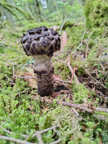 Old-man-of-the-woods