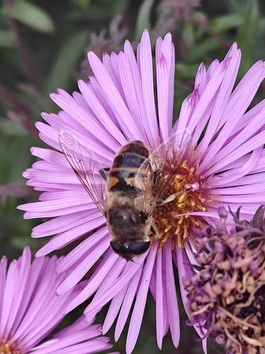 Common Drone Fly