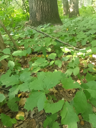 Quercus rubra, photograph 5
