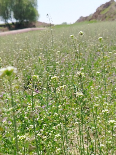 Capsella bursa-pastoris, photograph 6